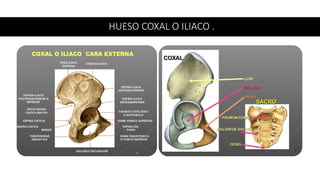 HUESO COXAL O ILIACO .
 