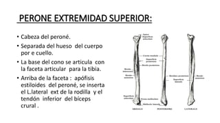 PERONE EXTREMIDAD SUPERIOR:
• Cabeza del peroné.
• Separada del hueso del cuerpo
por e cuello.
• La base del cono se articula con
la faceta articular para la tibia.
• Arriba de la faceta : apófisis
estiloides del peroné, se inserta
el L.lateral ext de la rodilla y el
tendón inferior del bíceps
crural .
 