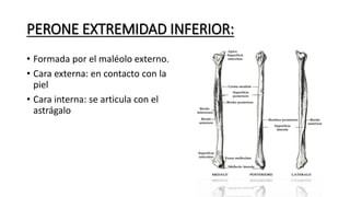PERONE EXTREMIDAD INFERIOR:
• Formada por el maléolo externo.
• Cara externa: en contacto con la
piel
• Cara interna: se articula con el
astrágalo
 