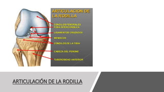 ARTICULACIÓN DE LA RODILLA
 
