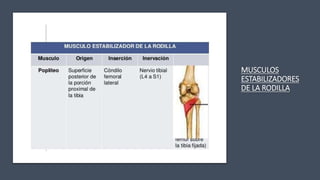 MUSCULOS
ESTABILIZADORES
DE LA RODILLA
 