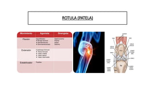 ROTULA (PATELA)
 