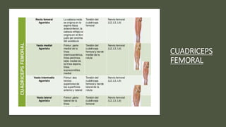 CUADRICEPS
FEMORAL
 