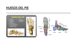 HUESOS DEL PIE
 