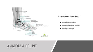 ANATOMIA DEL PIE
• ESQUELETO 3 GRUPOS :
• Huesos Del Tarso
• Huesos Del Metatarso.
• Hueso Falanges
 