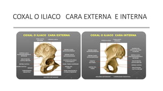 COXAL O ILIACO CARA EXTERNA E INTERNA
 