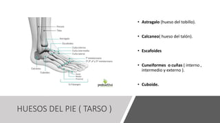 HUESOS DEL PIE ( TARSO )
• Astragalo (hueso del tobillo).
• Calcaneo( hueso del talón).
• Escafoides
• Cuneiformes o cuñas ( interno ,
intermedio y externo ).
• Cuboide.
 