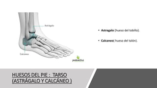 HUESOS DEL PIE : TARSO
(ASTRÁGALO Y CALCÁNEO )
• Astragalo (hueso del tobillo).
• Calcaneo( hueso del talón).
 