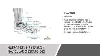HUESOS DEL PIE ( TARSO )
NAVICULAR O ESCAFOIDES
• ESCAFOIDES :
• Aplanado
• Cara posterior cóncava para la
cabeza redondeada del astrágalo
y una cara anterior irregular
convexa con 3 carillas articulares
para los hueso (cuneiforme )
• Es alago aplanando adelante .
 