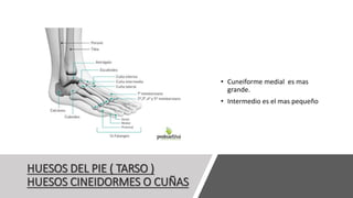 HUESOS DEL PIE ( TARSO )
HUESOS CINEIDORMES O CUÑAS
• Cuneiforme medial es mas
grande.
• Intermedio es el mas pequeño
 