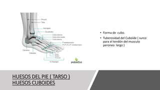 HUESOS DEL PIE ( TARSO )
HUESOS CUBOIDES
• Forma de cubo.
• Tuberosidad del Cuboide ( surco
para el tendón del musculo
peroneo largo )
 