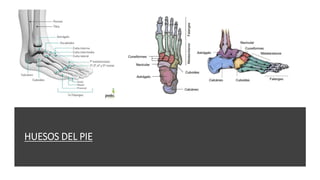 HUESOS DEL PIE
 
