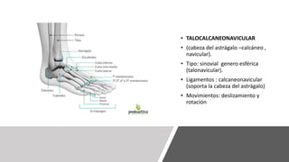 • TALOCALCANEONAVICULAR
• (cabeza del astrágalo –calcáneo ,
navicular).
• Tipo: sinovial genero esférica
(talonavicular).
• Ligamentos : calcaneonavicular
(soporta la cabeza del astrágalo)
• Movimientos: deslizamiento y
rotación
 