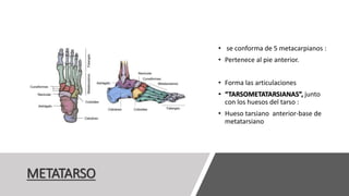 METATARSO
• se conforma de 5 metacarpianos :
• Pertenece al pie anterior.
• Forma las articulaciones
• “TARSOMETATARSIANAS”, junto
con los huesos del tarso :
• Hueso tarsiano anterior-base de
metatarsiano
 