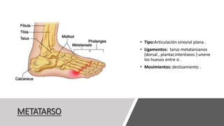 METATARSO
• Tipo:Articulación sinovial plana .
• Ligamentos: tarso metatarsianos
(dorsal , plantar,interóseos ) unene
los huesos entre si .
• Movimientos: deslizamiento .
 