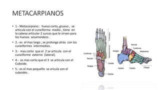 METACARPIANOS
• 1.- Metacarpiano : hueso corto, grueso , se
articula con el cuneiforma medio , tiene en
la cabeza articular 2 surcos que le sirven para
los huesos sesamoideos .
• 2.- es el mas largo , se prolonga atrás con los
cuneiformes intermedios .
• 3.- mas corto que el 2 se articula con el
cuneiforme externo (lateral).
• 4.- es mas corto que el 3 se articula con el
Cuboide.
• 5.- es el mas pequeño se aricula con el
cuboides .
 