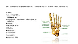 ARTICULACIÓN M(ETACARPOFALANGICAS ( CABEZA METATARSO BASE FALANGES PROXIMALES )
• TIPO:
sinovial condilea.
• LIGAMENTOS :
Colaterales : refuerzan la articulación de
cada lado .
Plantar.
• MOVIMIENTOS:
Flexión.
Extensión.
Abducción.
Aducción.
Circunducción.
 
