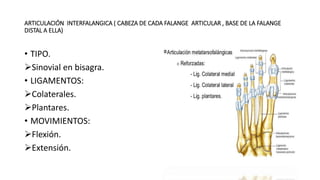 ARTICULACIÓN INTERFALANGICA ( CABEZA DE CADA FALANGE ARTICULAR , BASE DE LA FALANGE
DISTAL A ELLA)
• TIPO.
Sinovial en bisagra.
• LIGAMENTOS:
Colaterales.
Plantares.
• MOVIMIENTOS:
Flexión.
Extensión.
 