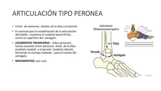 ARTICULACIÓN TIPO PERONEA
• Unión de extremos distlaes de la tibia y el peroné.
• Es esencial para la estabilización de la articulación
del tobillo , mantiene al maléolo lateral firme,
contra la superficie del astrágalo .
• LIGAMENTOS TRANSVERSO : (tibio peroneo) ,
fuerte conexión entre extremos distal de la tibia
(maléolo medial) y el peroné (maléolo lateral) ,
formando la mortaja maleolar , para la tróclea del
astrágalo.
• MOVIMIENTOS: casi nulo
 