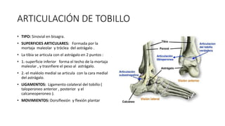 ARTICULACIÓN DE TOBILLO
• TIPO: Sinovial en bisagra.
• SUPERFICIES ARTICULARES: Formada por la
mortaja maleolar y tróclea del astrágalo .
• La tibia se articula con el astrágalo en 2 puntos :
• 1.-superficie inferior forma el techo de la mortaja
maleolar , y trasnfiere el peso al astrágalo.
• 2.-el maléolo medial se articula con la cara medial
del astrágalo.
• LIGAMENTOS: Ligamento colateral del tobillo (
taloperoneo anterior , posterior y el
calcaneoperoneo ).
• MOVIMIENTOS: Dorsiflexión y flexión plantar
 