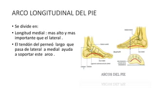 ARCO LONGITUDINAL DEL PIE
• Se divide en:
• Longitud medial : mas alto y mas
importante que el lateral .
• El tendón del perneó largo que
pasa de lateral a medial ayuda
a soportar este arco .
 