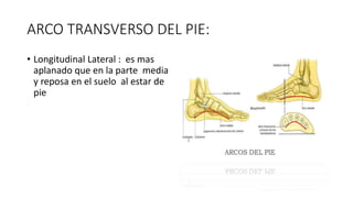 ARCO TRANSVERSO DEL PIE:
• Longitudinal Lateral : es mas
aplanado que en la parte media
y reposa en el suelo al estar de
pie
 