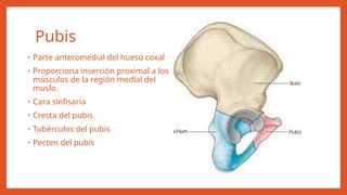 ANATOMIA DEL MIEMBRO INFERIOR [Autoguardado].pptx