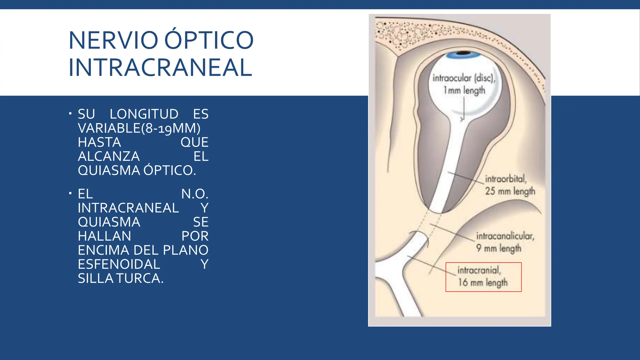 ANATOMIA DEL NERVIO OPTICO-OFTALMOLOGIA CLINICA | PPTX | Eye and Vision ...