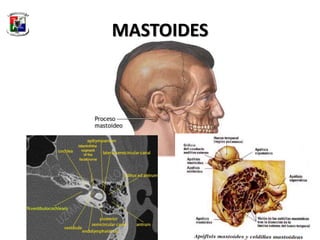 Anatomia del Oido