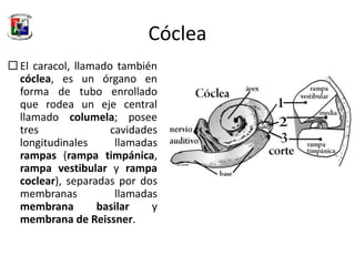 Anatomia del Oido