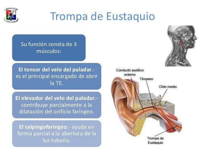 Anatomia del Oido