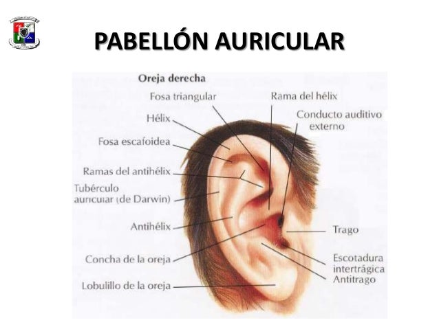 Anatomia del Oido
