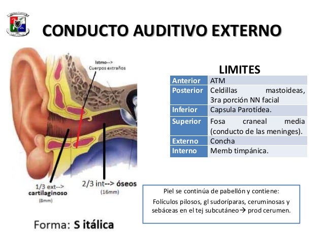 Anatomía Del Conducto Auditivo Externo