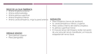RIEGO DE LA CAJA TIMPÁNICA
• Arteria timpánica anterior.
• Arteria estilomastoidea.
• Arteria petrosa superficial.
• Arteria timpánica inferior.
• Arteria caroticotimpánica, irriga la pared anterior.
DRENAJE VENOSO
• Seno petroso superior
• Plexo pterigoideo.
INERVACIÓN
• Plexo timpánico (nervio de Jacobson).
• N. caroticotimpánicos inferior y superior
• Plexo carótico interno del sistema simpático.
• N. petroso superficial menor.
• El músculo tensor del tímpano recibe inervación
de una rama del nervio mandibular y el músculo
estapedial del nervio facial.
 