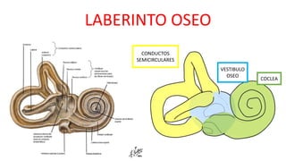LABERINTO OSEO
CONDUCTOS
SEMICIRCULARES
VESTIBULO
OSEO
COCLEA
 