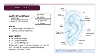 OIDO EXTERNO
PABELLON AURICULAR
• CARTILAGO
• MUSCULOS EXTRINSECOS
• MUSCULOS INTRINSECOS
• Ma. Anterior
• Ma. Superior
• Ma. Posterior
• M. Hélice menor
• M. Trago
• M. Antitrago
RIEGO
• Arteria temporal superficial.
• Arteria auricular posterior.
INERVACION
• N. Auricular mayor
• N. Occipital menor
• N. Auriculotemporal
Los nervios motores de los músculos extrínsecos
proceden de las ramas temporal y auricular
posterior del nervio facial.
 