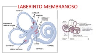 LABERINTO MEMBRANOSO
 
