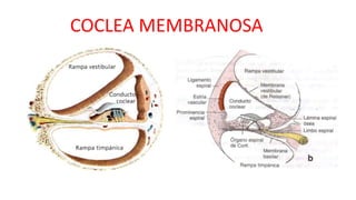COCLEA MEMBRANOSA
 