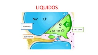 LIQUIDOS
PERILINFA
ENDOLINFA
CORTILINFA
 