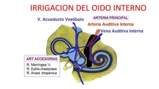 IRRIGACION DEL OIDO INTERNO
 