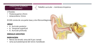 CONDUCTO AUDITIVO
EXTERNO
Pabellón auricular – membrana timpánica
2 Paredes:
• Posterosuperior 25mm
• Anteroinferior 31mm
El CAE consta de una parte ósea y otra fibrocartilaginosa
RIEGO
• A. Auricular posterior
• A. Temporal superficial
• A. Auricular profunda.
DRENAJE LINFATICO
INERVACION
• Nervio de Arnold, rama del X par craneal.
• rama auriculotemporal del nervio mandibular.
 