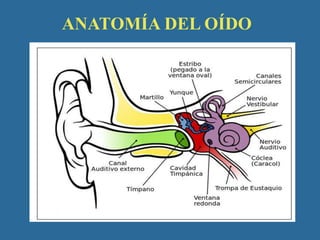 ANATOMÍA DEL OÍDO




In AD, many of these clumps form, disrupting the work of
                                           neurons. This
 