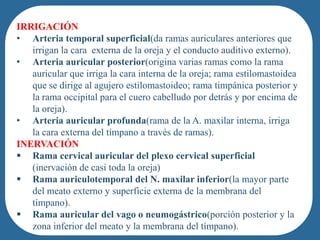 IRRIGACIÓN
• Arteria temporal superficial(da ramas auriculares anteriores que
   irrigan la cara externa de la oreja y el conducto auditivo externo).
• Arteria auricular posterior(origina varias ramas como la rama
   auricular que irriga la cara interna de la oreja; rama estilomastoidea
   que se dirige al agujero estilomastoideo; rama timpánica posterior y
   la rama occipital para el cuero cabelludo por detrás y por encima de
   la oreja).
• Arteria auricular profunda(rama de la A. maxilar interna, irriga
   la cara externa del tímpano a través de ramas).
INERVACIÓN
 Rama cervical auricular del plexo cervical superficial
   (inervación de casi toda la oreja)
 Rama auriculotemporal del N. maxilar inferior(la mayor parte
   del meato externo y superficie externa de la membrana del
   tímpano).
 Rama auricular del vago o neumogástrico(porción posterior y la
   zona inferior del meato y la membrana del tímpano).
 