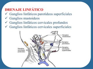 DRENAJE LINFÁTICO
 Ganglios linfáticos parotídeos superficiales
 Ganglios mastoideos
 Ganglios linfáticos cervicales profundos
 Ganglios linfáticos cervicales superficiales
 