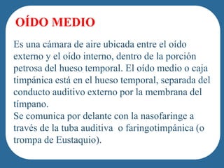 OÍDO MEDIO
Es una cámara de aire ubicada entre el oído
externo y el oído interno, dentro de la porción
petrosa del hueso temporal. El oído medio o caja
timpánica está en el hueso temporal, separada del
        people of French-Canadian/Cajun heritage.
conducto auditivo externo por la membrana del
tímpano.
Se comunica por delante con la nasofaringe a
través de la tuba auditiva o faringotimpánica (o
trompa de Eustaquio).
 