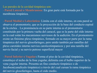 Las paredes de la cavidad timpánica son:
- Pared Lateral o Membranosa: En gran parte está formada por la
membrana timpánica.

- Pared Medial o Laberíntica: Limita con el oído interno, en esta pared se
observa el promontorio, que es la proyección de la base del conducto espiral
de la cóclea. . La prominencia en su parte interna es el promontorio
constituido por la primera vuelta del caracol, que es la parte del oído interno
en la cual están los mecanismos nerviosos de la audición. En el promontorio
existe un finísimo plexo timpánico, formado en su mayor parte por la rama
timpánica del nervio glosofaríngeo, pero unido también por ramillas del
plexo carotideo interno nervios caroticotimpanicos y por una ramilla del
nervio facial y su nervio petroso superficial mayor

- Pared Inferior o Yugular: Forma el piso de la cavidad timpánica,
constituye el techo de la fosa yugular, delimita con el bulbo superior de la
vena yugular interna. Presenta un fino conducto timpánico o de
Jacobson(canalículo timpánico) a través del cual cursan la rama timpánica
del nervio glosofaríngeo, hasta el oído medio.
 