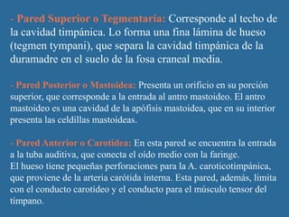 - Pared Superior o Tegmentaria: Corresponde al techo de
la cavidad timpánica. Lo forma una fina lámina de hueso
(tegmen tympani), que separa la cavidad timpánica de la
duramadre en el suelo de la fosa craneal media.

- Pared Posterior o Mastoidea: Presenta un orificio en su porción
superior, que corresponde a la entrada al antro mastoideo. El antro
mastoideo es una cavidad de la apófisis mastoidea, que en su interior
presenta las celdillas mastoideas.

- Pared Anterior o Carotídea: En esta pared se encuentra la entrada
a la tuba auditiva, que conecta el oído medio con la faringe.
El hueso tiene pequeñas perforaciones para la A. caroticotimpánica,
que proviene de la arteria carótida interna. Esta pared, además, limita
con el conducto carotídeo y el conducto para el músculo tensor del
tímpano.
 