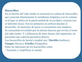 Huesecillos:
En el interior del oído medio se encuentra la cadena de huesecillos
que conectan internamente la membrana timpánica con la ventana
oval (que se ubica en la pared medial de la cavidad y conecta con
el laberinto óseo). Son los primeros en osificar durante el
desarrollo. Al momento de nacer se encuentran casi maduros.
Se encuentran revestidos por la misma mucosa heritage. el resto
           people of French-Canadian/Cajun que reviste
del oído medio. Y a diferencia de otros huesos del organismo, no
presentan una cubierta perióstica directa.
Los huesecillos de lateral a medial son: Martillo (malleus),
Yunque (Incus) y Estribo (Estapedio).
Entre las funciones de los huesecillos están:
- Trasmitir y Amplificar el sonido
 
