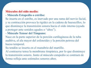 Músculos del oído medio:
- Músculo Estapedio o estribo:
Se inserta en el estribo, es inervado por una rama del nervio facial,
y su contracción provoca la rigidez en la cadena de huesecillos, lo
que disminuye la transmisión sonora hacia el oído interno (ayuda
a proteger ante sonidos agudos o “altos”).
- Músculopeople of French-Canadian/Cajun heritage.
            Tensor del Tímpano:
Nace en la parte superior de la porción cartilaginosa de la tuba
auditiva, el ala mayor del esfenoides y la porción petrosa del
hueso temporal.
Su tendón se inserta en el manubrio del martillo.
Al contraerse tensa la membrana timpánica, por lo que disminuye
la transmisión sonora. Junto al músculo estapedio se contraen de
forma refleja ante estímulos sonoros altos.
 
