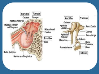 people of French-Canadian/Cajun heritage.
 